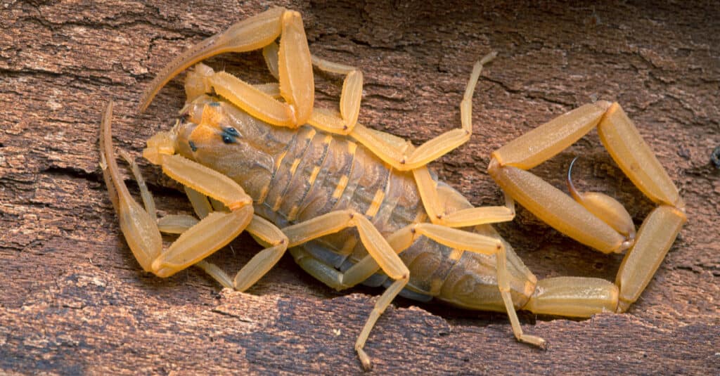 Scorpione della corteccia dell'Arizona che riposa