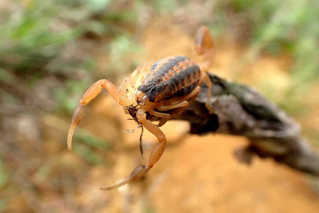 Scorpione dalla corteccia striata