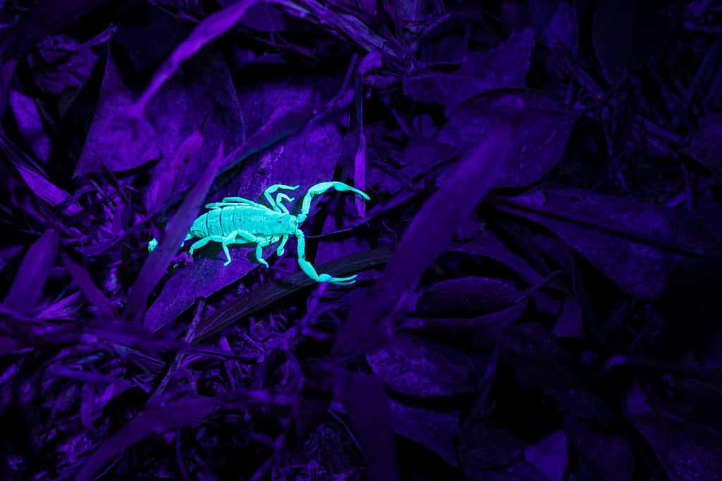 Scorpione della corteccia nelle foglie in Texas