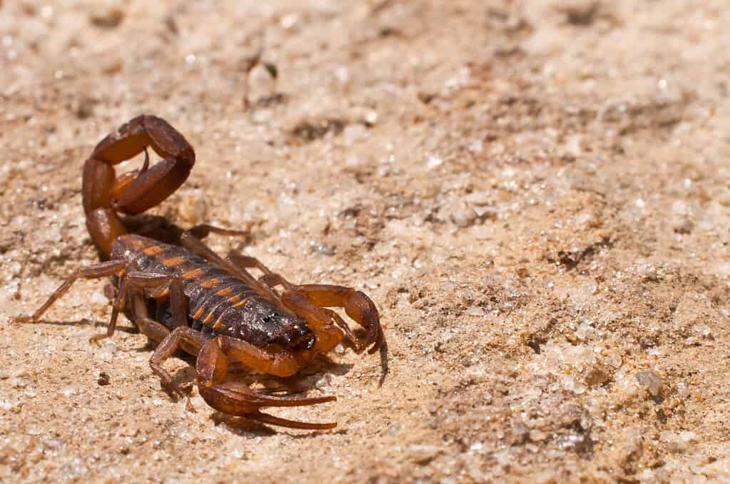 Scorpione dalla corteccia striata