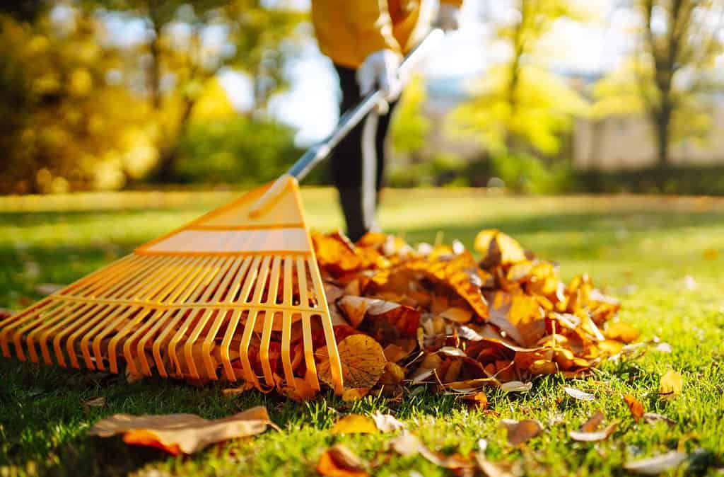 Raccolta delle foglie cadute.  Rastrellare le foglie autunnali dal prato nel parco autunnale.  Utilizzando un rastrello per eliminare le foglie cadute.  Il concetto di volontariato, giardinaggio stagionale.