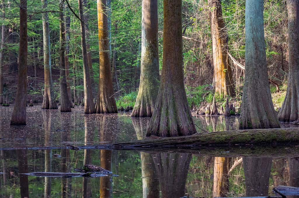 Una foresta di cipressi che cresce in una palude.