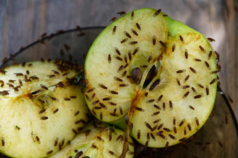 Una mela tagliata ha attirato i moscerini della frutta per nutrirsene