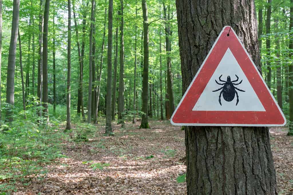 segno di avvertimento di insetti tick nella foresta