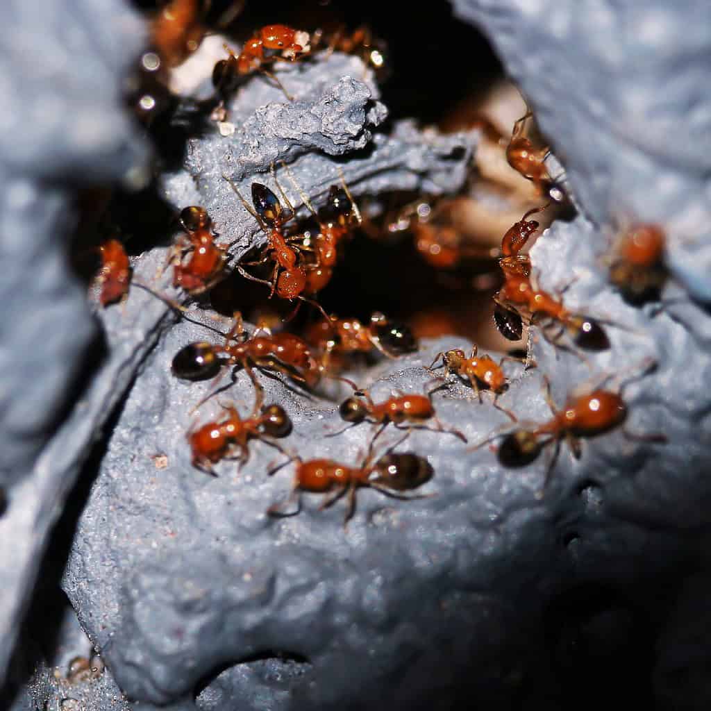 Formiche Solenopsis Invicta, note anche come formiche rosse importate (RIFA) vicino al foro del nido