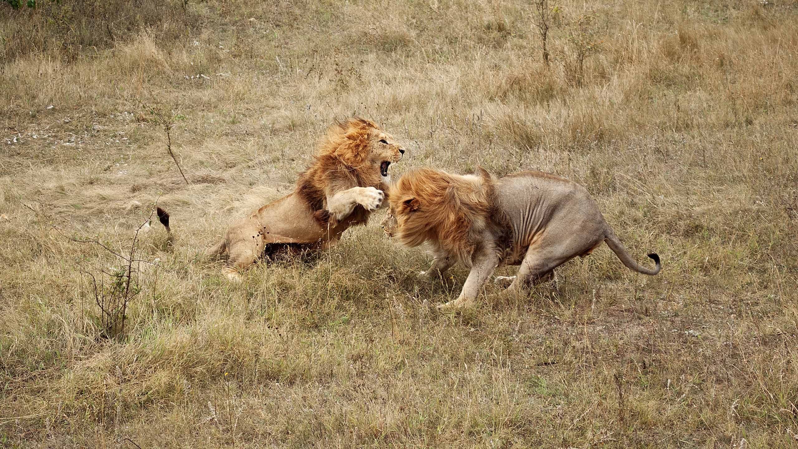 Due leoni maschi che combattono