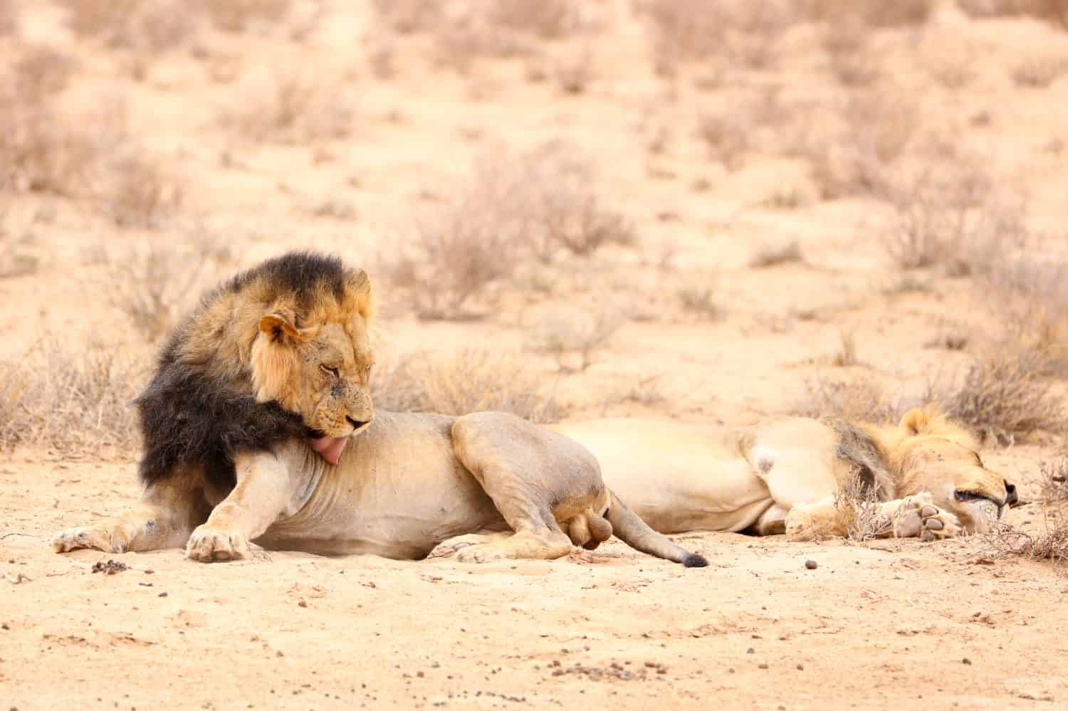 Leone maschio dalla criniera nera che si lecca la pelliccia mentre giace sulla sabbia del deserto del Kalahari, in Sud Africa