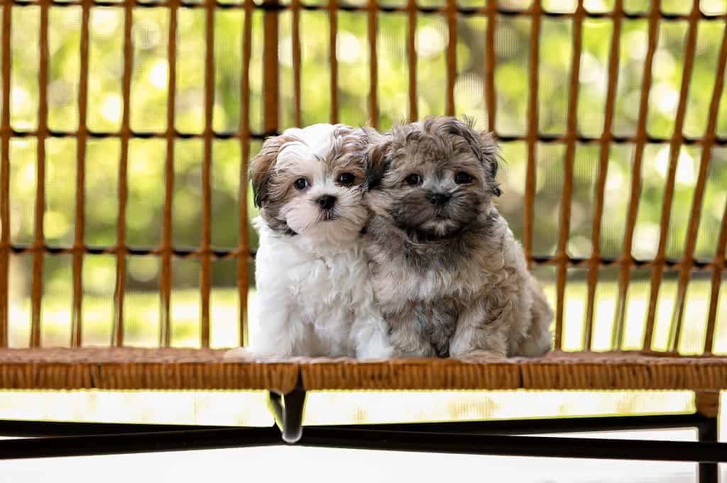 Un gruppo di adorabili cuccioli Shih-tzu in adozione in posa sulla panchina e guardando la telecamera all'aperto durante il giorno