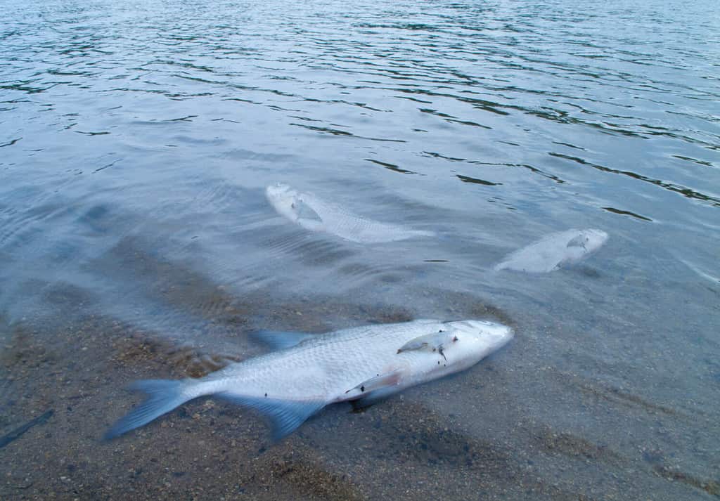 Tre pesci morti in un lago.