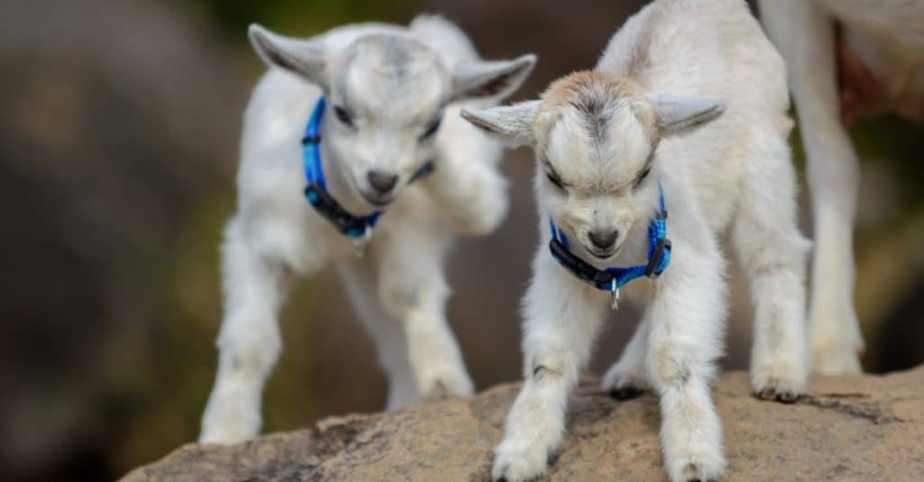 Due capretti di cashmere che giocano.