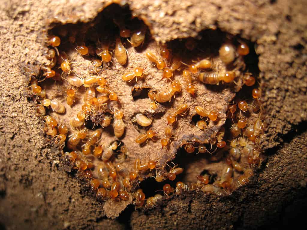 termiti sotterranee