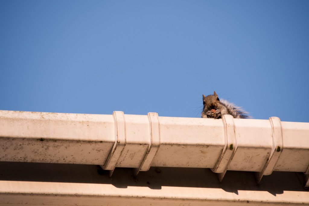 Due giovani scoiattoli sul tetto: sbirciano dalla grondaia mentre lasciano il nido nella soffitta di casa mia.  Fauna urbana, Sheffield, Regno Unito
