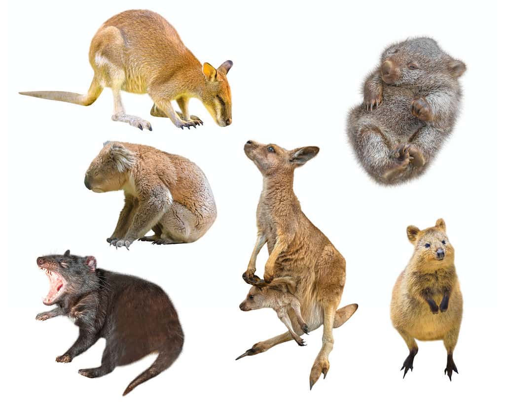 Collage di mammiferi marsupiali australiani, isolati su sfondo bianco.  Wallaby, Diavolo della Tasmania, Wombat, Canguro con Joey, Quokka e Koala.
