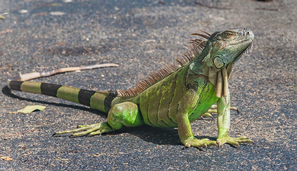 Primo piano di una grande iguana verde (nome latino Iguana iguana) che difende il suo territorio nelle chiavi della Florida meridionale (Key West).  Le iguane non sono originarie della Florida e sono considerate una specie invasiva.
