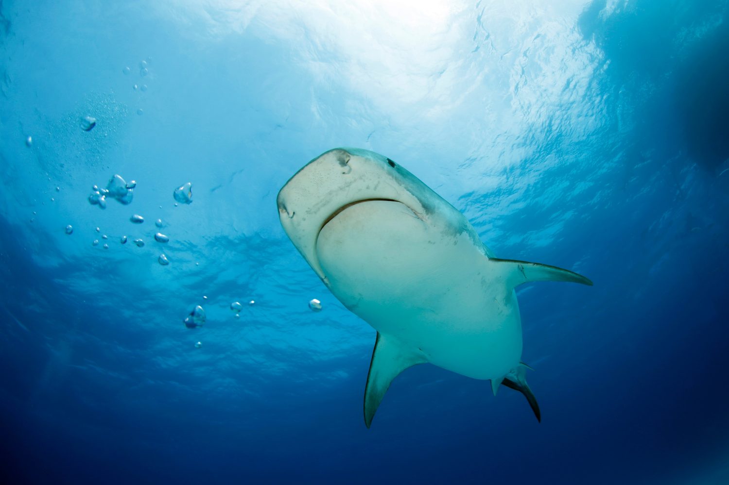 Squalo tigre (Galeocerdo cuvier) che si avvicina, visto dal basso.  Spiaggia della Tigre, Bahamas