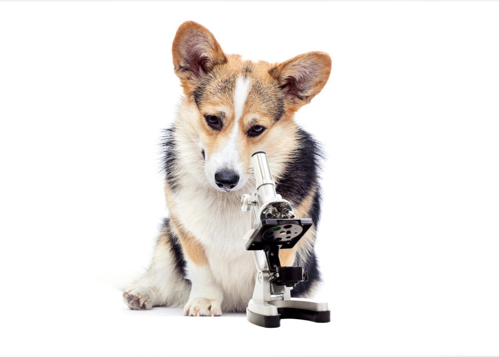 assistente di laboratorio per cani e microscopio