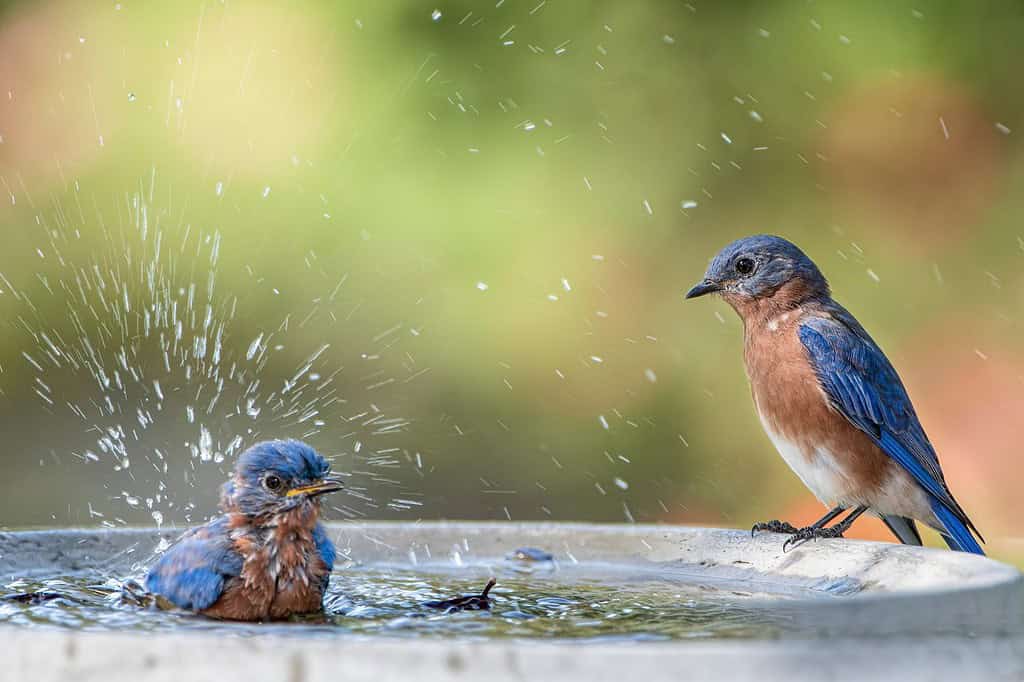 Bluebirds orientali che spruzzano nel bagno degli uccelli durante la calura estiva in Louisiana