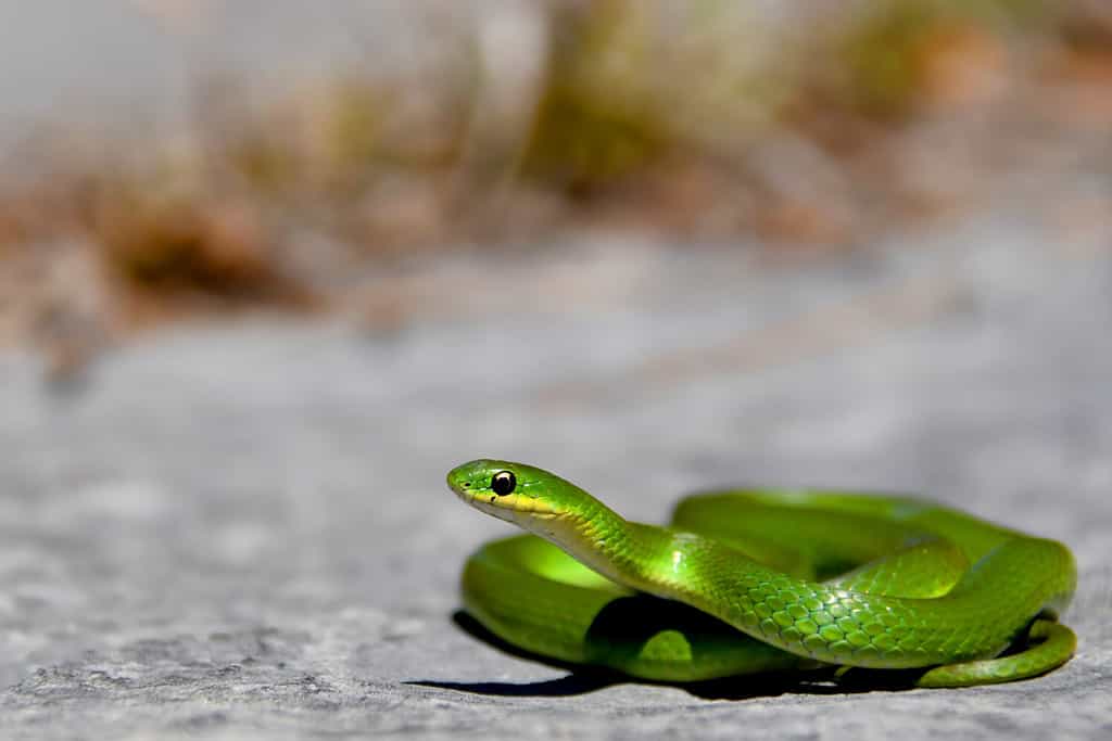 Greensnake liscio che si crogiola sulla roccia esposta dello Scudo canadese