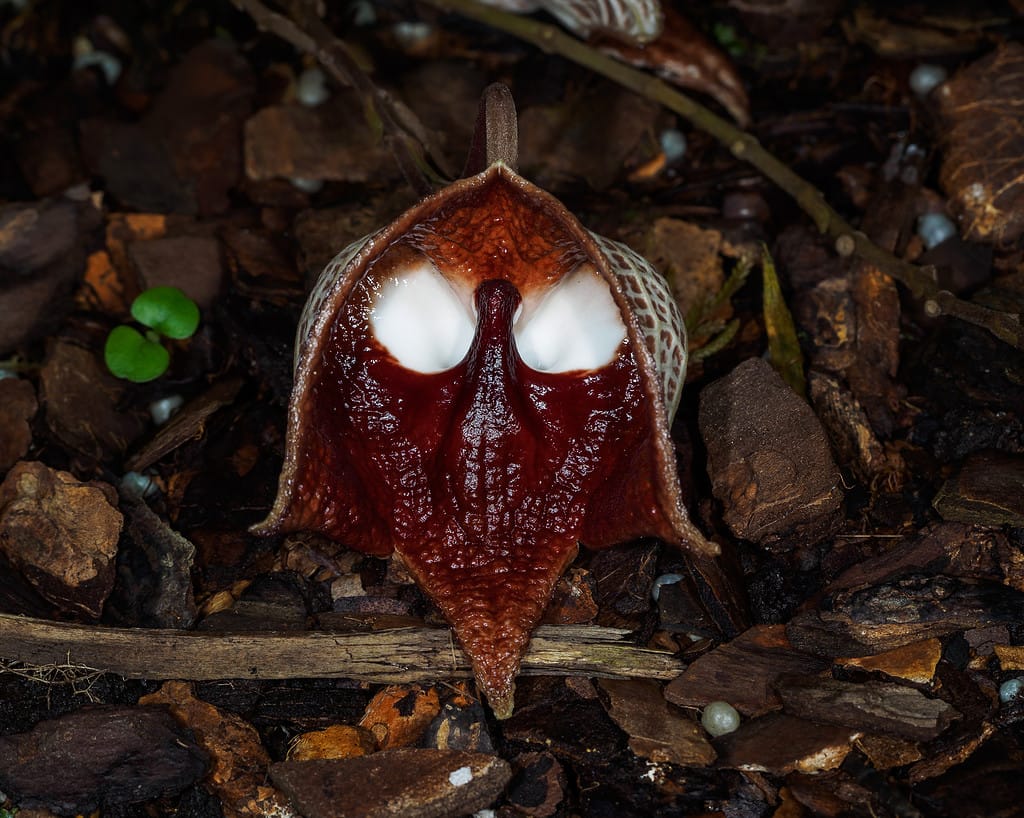 Pianta di Darth Vader (Aristolochia salvadorensis syn. Aristolochia Salvador platensis)