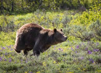 Una madre grizzly molto protettiva, correndo a tutta velocità, carica un intruso nel suo territorio.