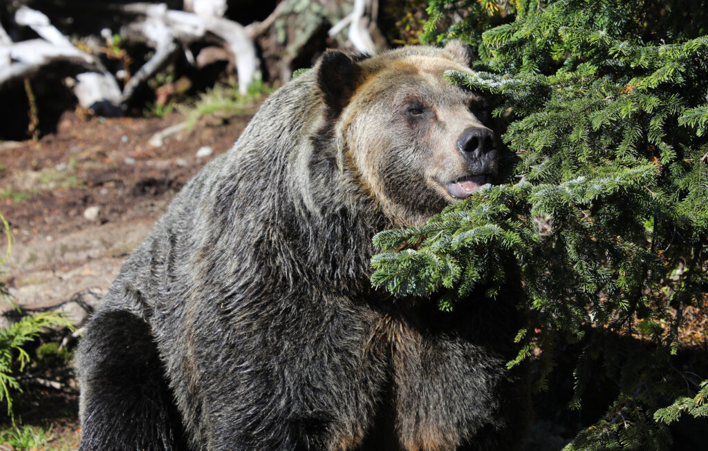 Primo piano di grande orso grizzly