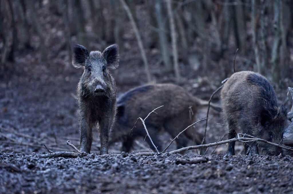 La sera i maiali selvatici grufolano nel fango