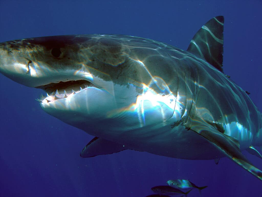 Il grande squalo bianco (Carcharodon carcharias), Isla Guadalupe, Messico