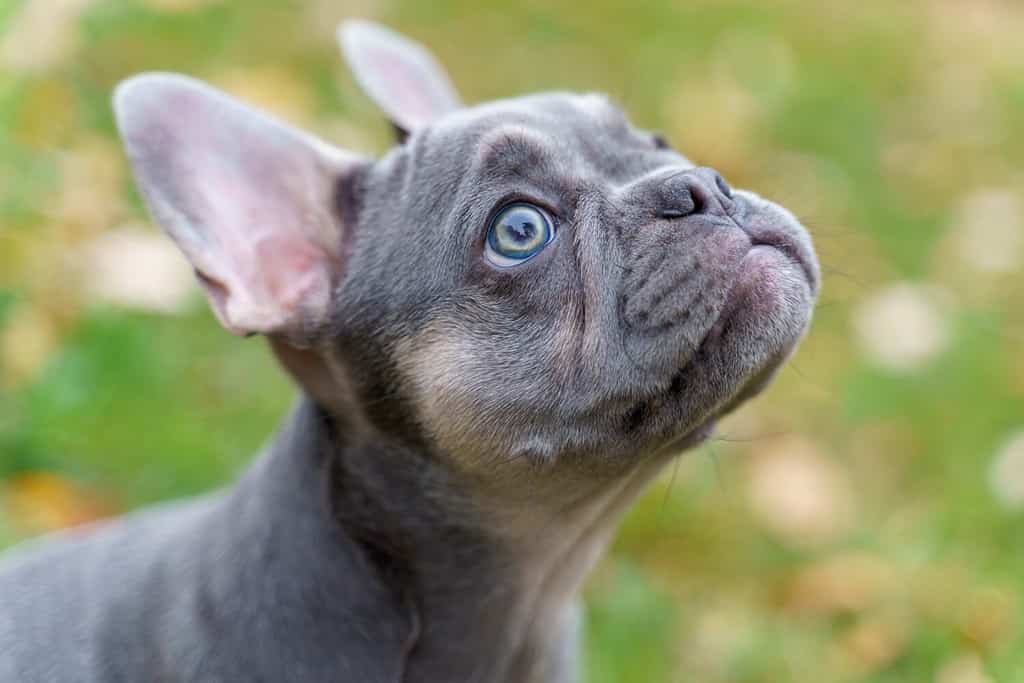 Cucciolo di Bulldog francese fulvo blu