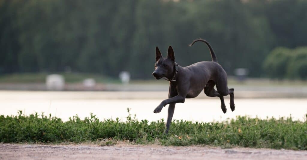 Xoloitzcuintli gioca sulla spiaggia.