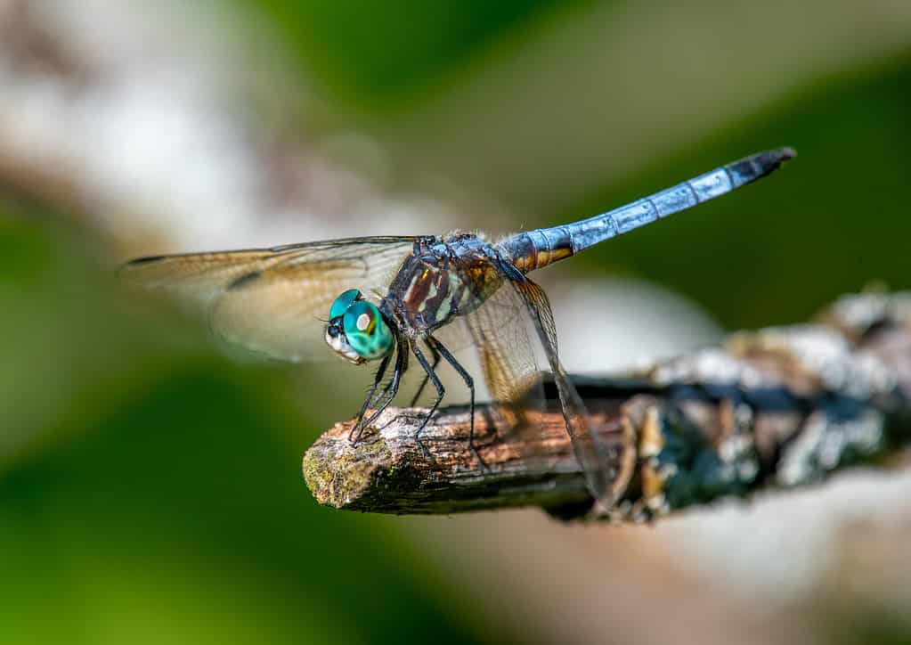 Libellula blu Dasher