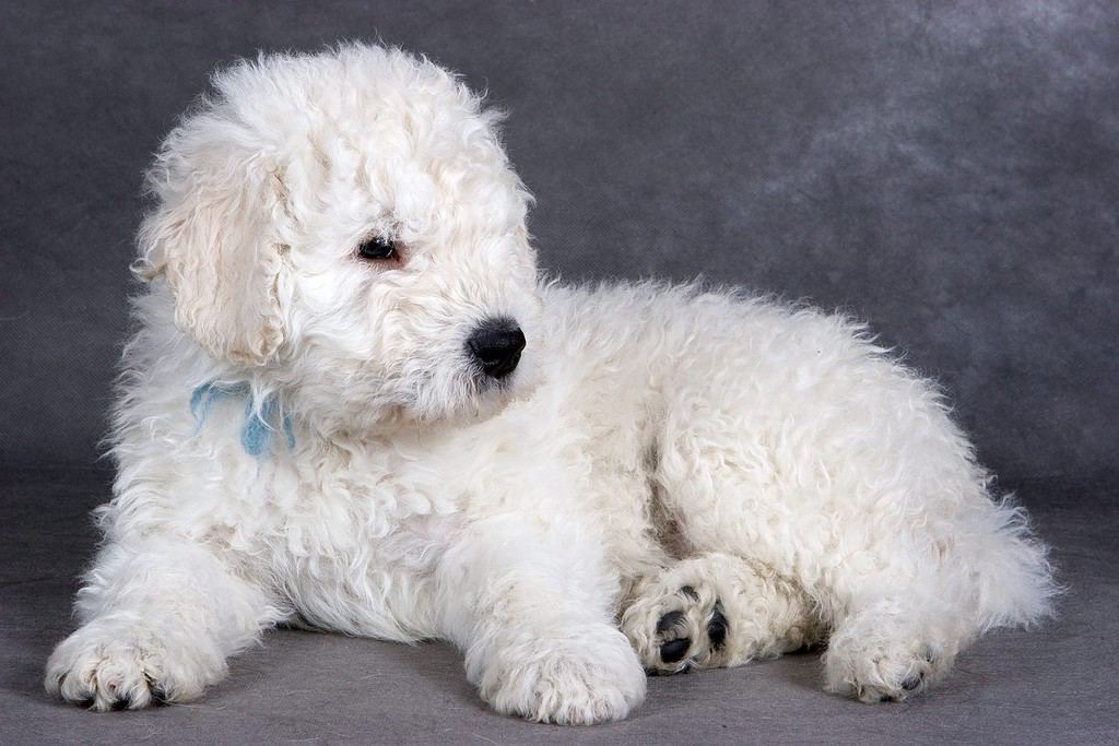 Cucciolo di Komondor su sfondo grigio