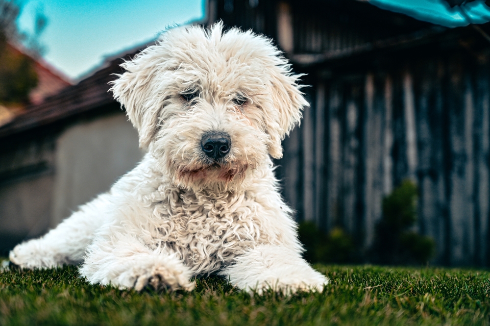 Komondor il grande cane pastore ungherese, cucciolo