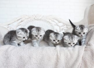 I gattini americani a pelo corto giocano sul divano grigio