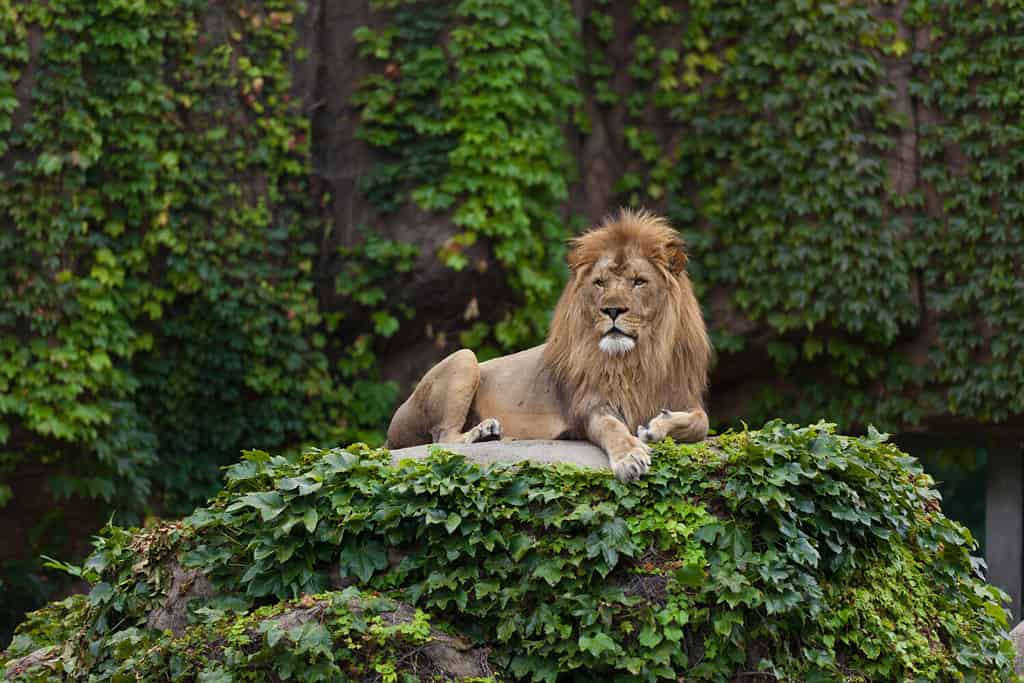 Leone maschio.  Lo zoo del parco di Lincoln.  Chicago, Illinois.