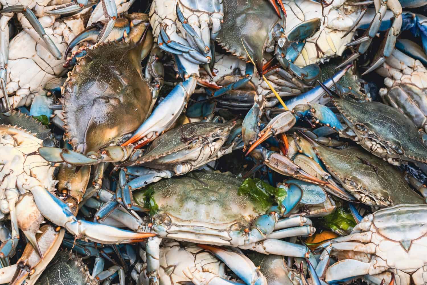 Granchi blu in vendita al mercato del pesce.  Callinectes sapidus o granchio blu dell'Atlantico o granchio blu di Chesapeake.