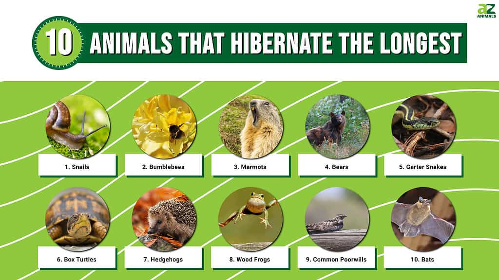 Infografica sui 10 animali che vanno in letargo più a lungo