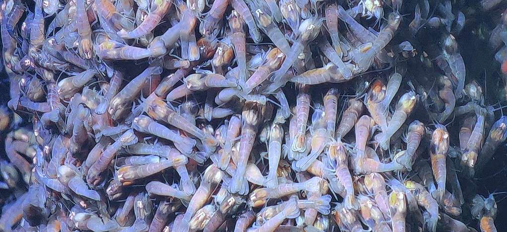 Primo piano di gamberetti senza occhi (Rimicaris hybisae) che popolano i camini del campo di ventilazione di Beebe (Piccard)