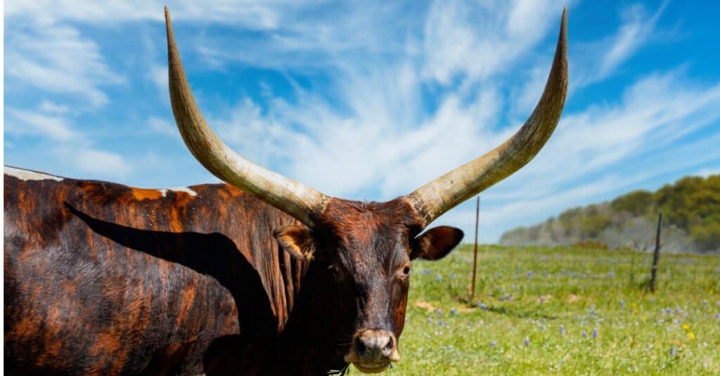 10 animali con le corna più grandi del mondo
