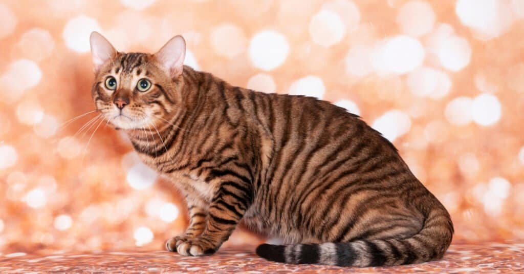 toyger-cat-sitting-contro-sfondo-rosa