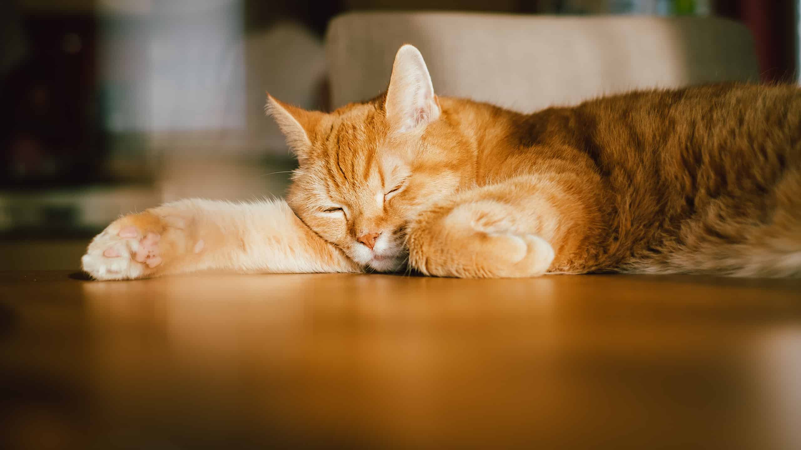 Gatto rosso pigro che dorme sul tavolo alla luce del sole per un piccolo pisolino