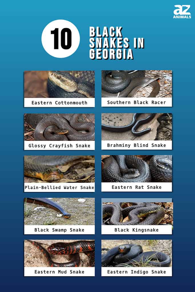 Infografica che mostra dieci serpenti neri che vivono in Georgia.