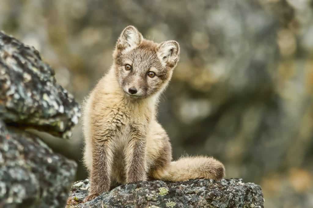 La giovane volpe artica osserva con curiosità le Svalbard in estate