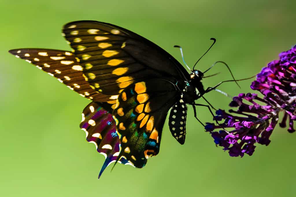 Una vista laterale di una colorata farfalla maschio a coda di rondine che si nutre di fiori viola di cespuglio di farfalle, con prato verde sullo sfondo.