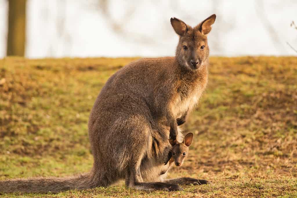 Madre canguro, wallaroo comune (Macropus robustus), con un bambino Joey nella custodia