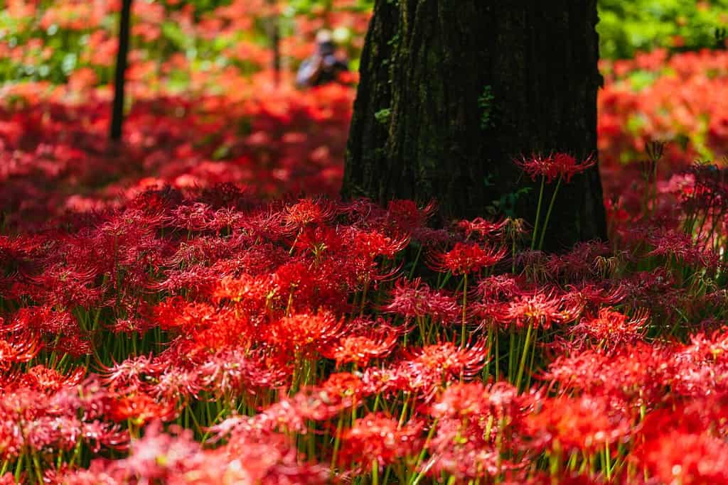Il giglio ragno rosso fiorisce a Chichibu, settembre 2022