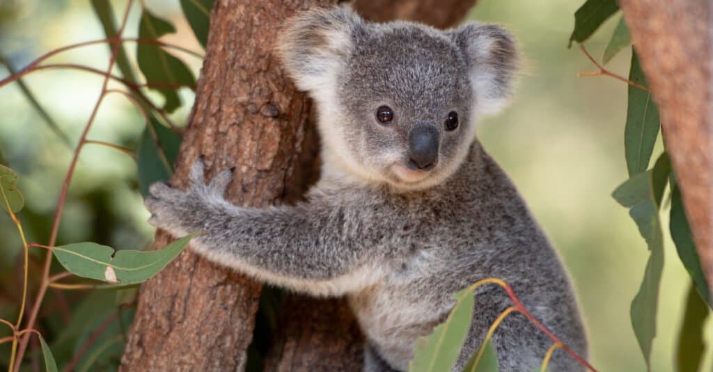 cucciolo di koala da solo