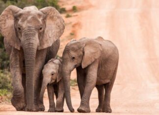 Elefanti africani che camminano lungo la strada sterrata