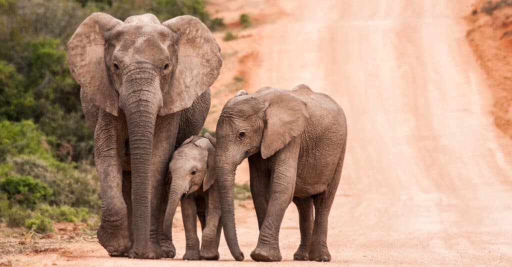 Elefanti africani che camminano lungo la strada sterrata