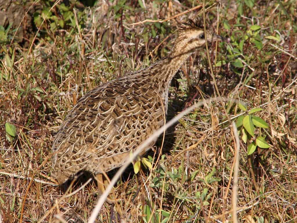 Nothoprocta perdicaria, Tinamou cileno, Isola di Pasqua