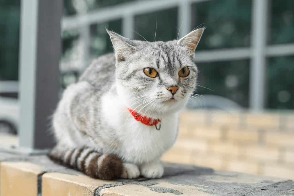 Il gatto American Wirehair è seduto con un collare rosso nel cortile di casa. Un animale domestico in una strada di un cortile pedonale.